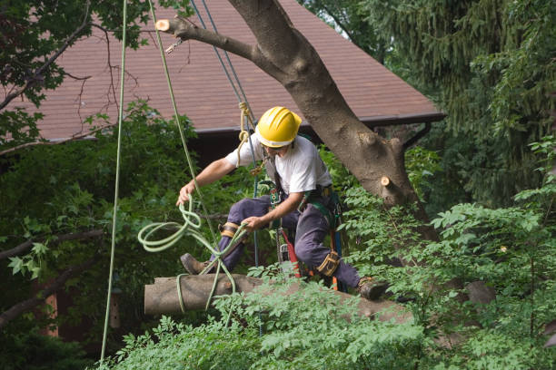 Best Tree Health Inspection  in USA